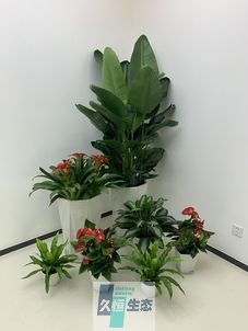 嵊州办公室花卉绿植租摆简约组合